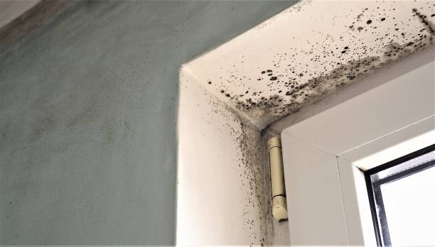 Best Biohazard Mold Removal  in Stapleton, AL