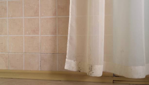 Best Mold Documentation for Insurance Claims  in Stapleton, AL
