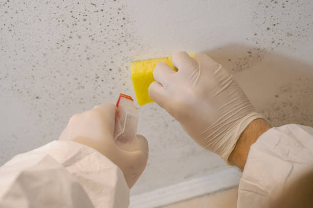 Best Emergency Mold Remediation  in Stapleton, AL