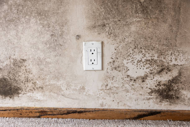 Best Comprehensive Air Testing for Mold Contaminants  in Stapleton, AL