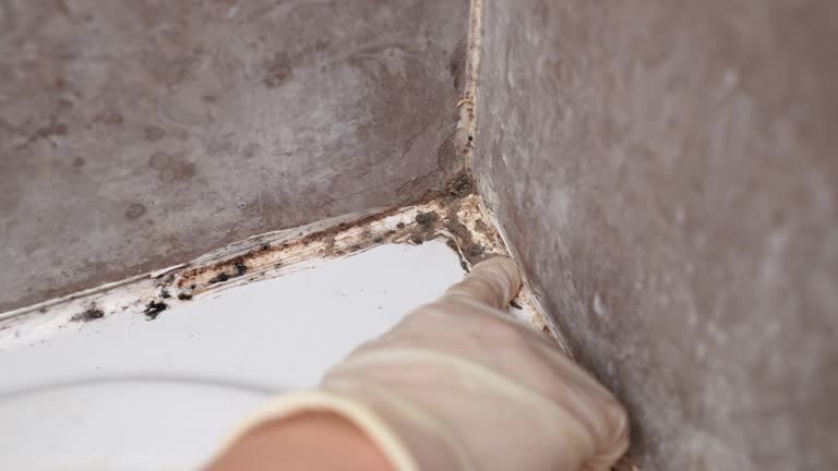 Best Mold-Related Health Consultation  in Stapleton, AL